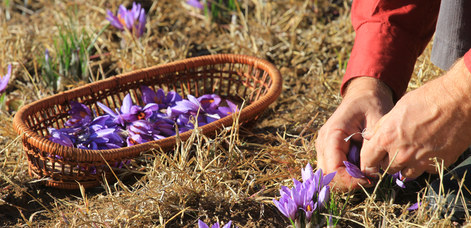 Meet a Saffron Grower