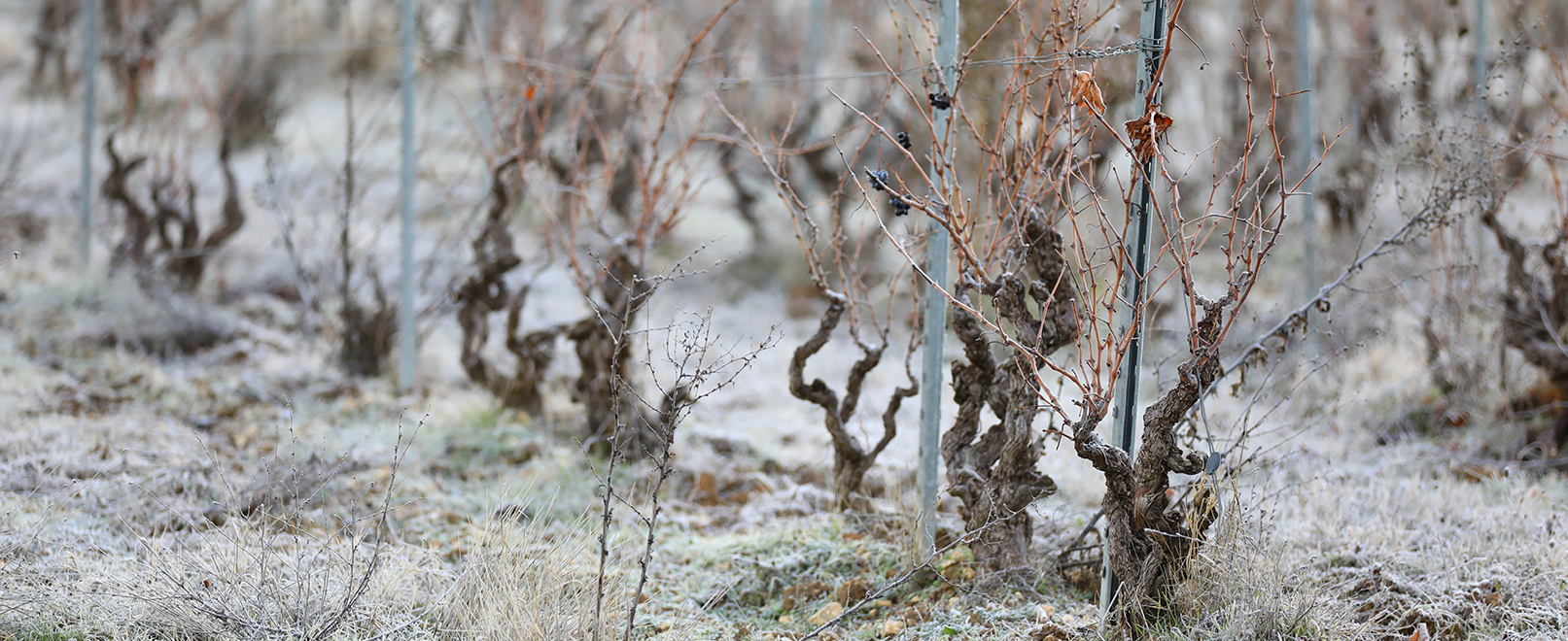Winter landscapes in the Vaucluse © Hocquel